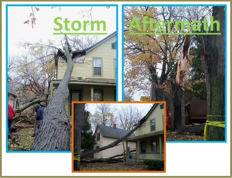 Local residential landscaping for homes across Spencerport, NY - Chris Tree Fir's Tree Care