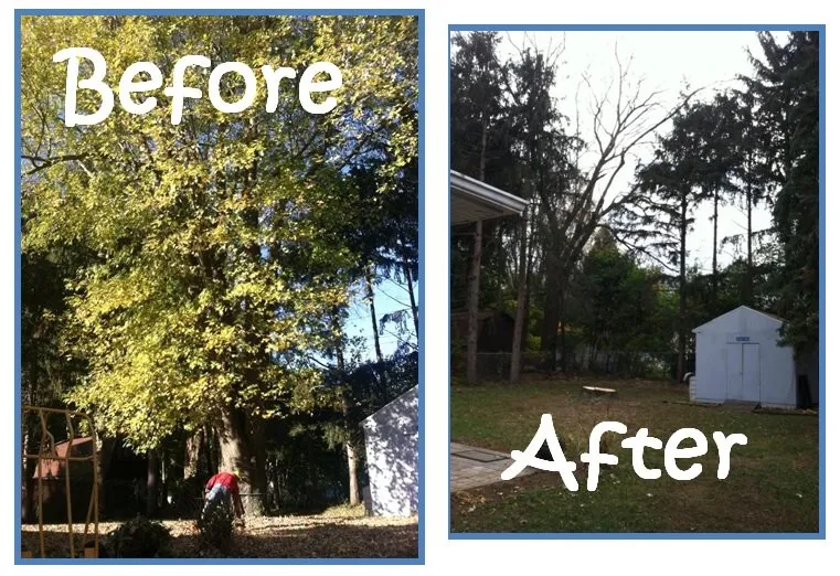 Top-rated yard maintenance in Spencerport, NY by Chris Tree Fir's Tree Care
