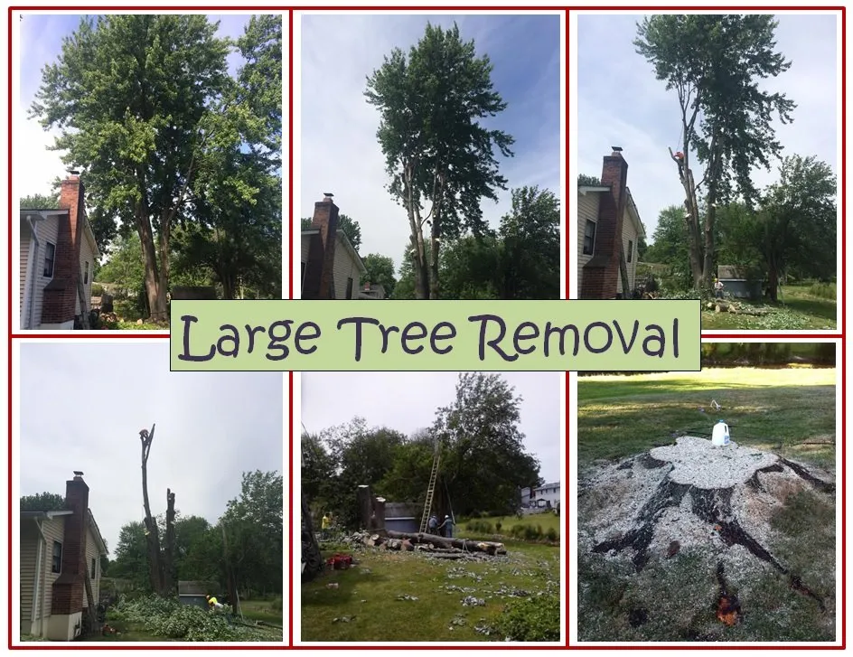 Professional landscape design experts serving Spencerport, NY - Chris Tree Fir's Tree Care