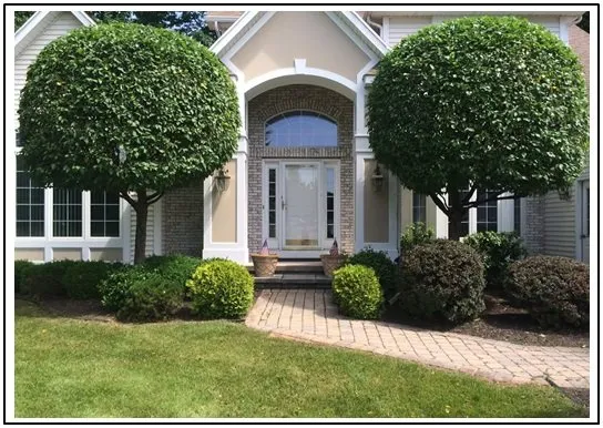 Top-rated lawn care service in Spencerport, NY - Chris Tree Fir's Tree Care