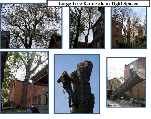 Chris Tree Fir's Tree Care