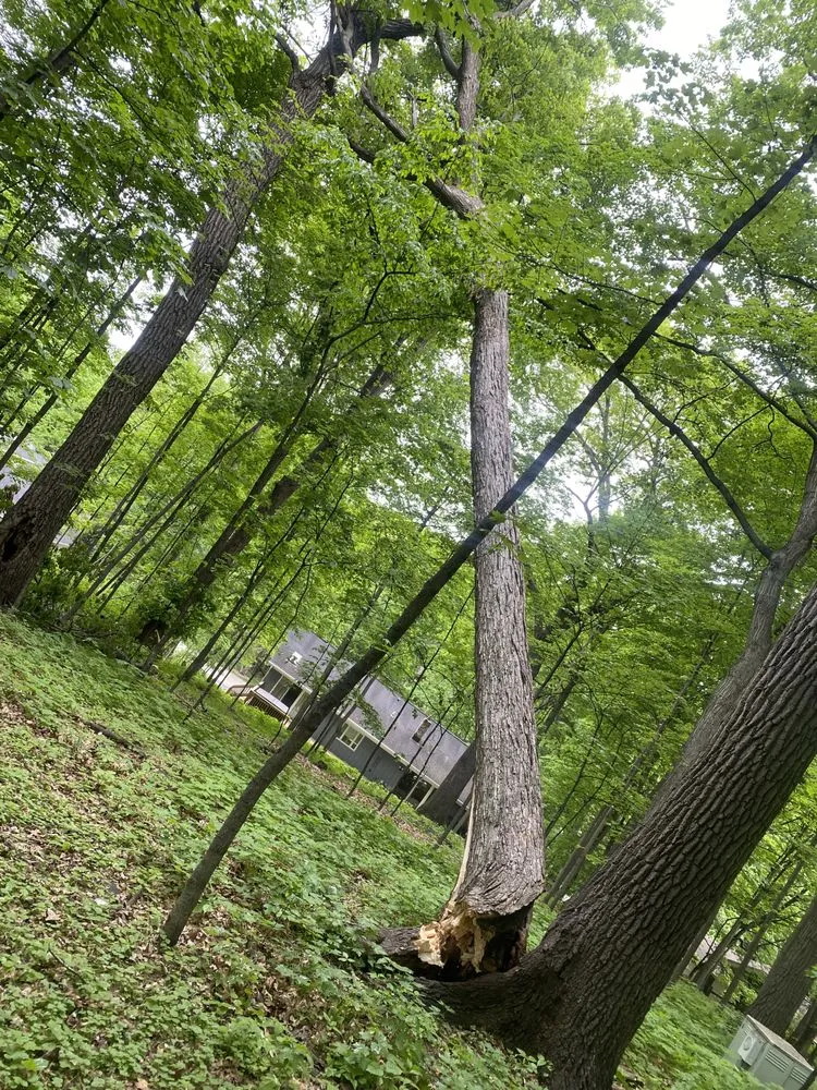 Custom yard cleanup service for beautiful yards in Milwaukee, WI by Chris Tree service