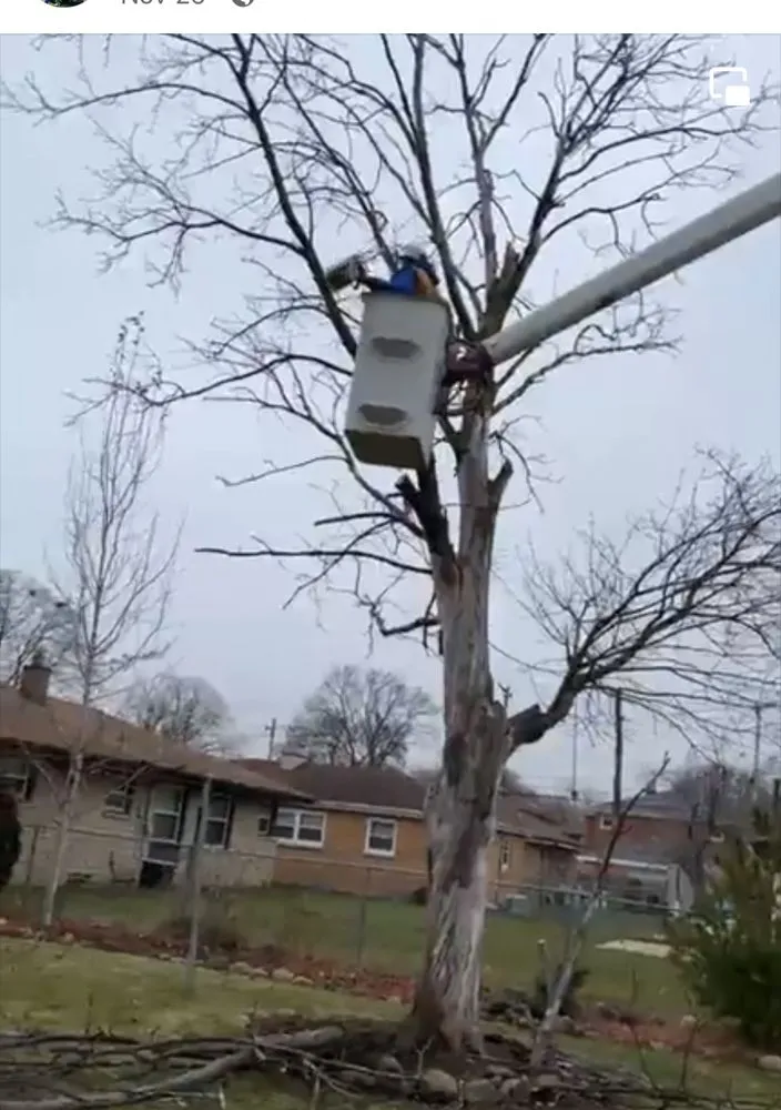 Professional yard maintenance in Milwaukee, WI - Chris Tree service