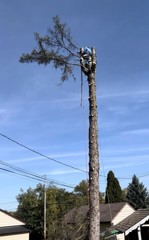 Top-rated lawn mowing service in Milwaukee, WI - Chris Tree service