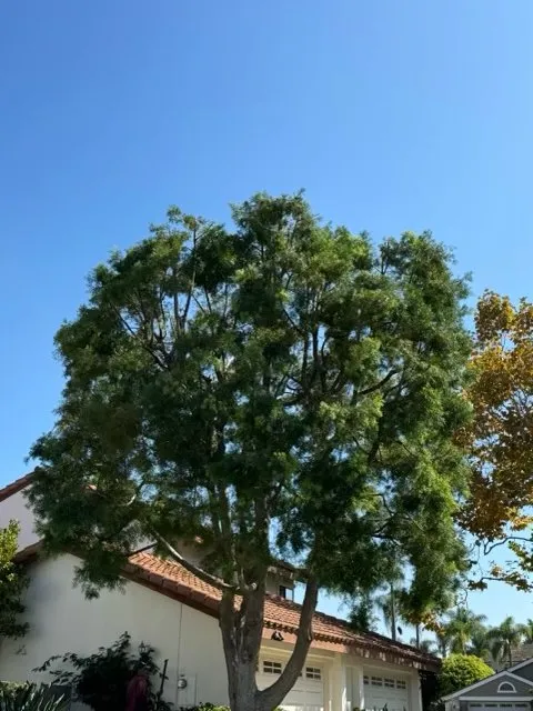 Affordable yard cleanup service in San Diego, CA - Chris Tree Services