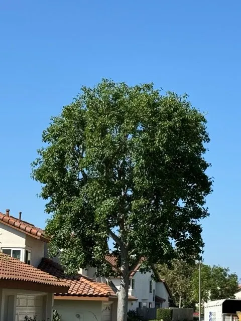 Professional landscaping services experts serving San Diego, CA - Chris Tree Services