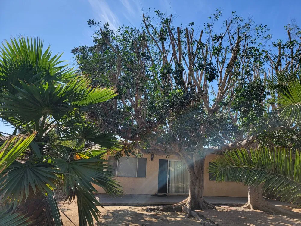 Top-rated garden landscaping near you in San Diego, CA by Chris Tree Services