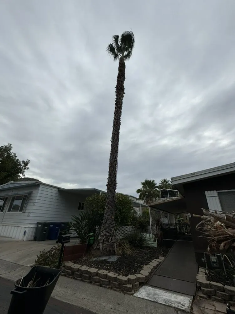 Local landscape design for year-round maintenance across San Diego, CA - Chris Tree Services