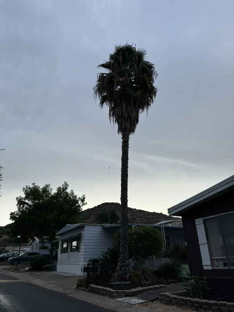 Reliable landscape design for residential properties in San Diego, CA by Chris Tree Services