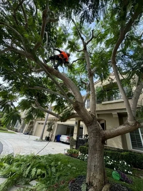 Reliable landscape installation for residential properties across San Diego, CA - Chris Tree Services