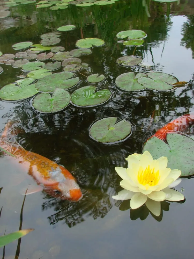 Local lawn care service in Homer, IL - Chris' Water Gardens