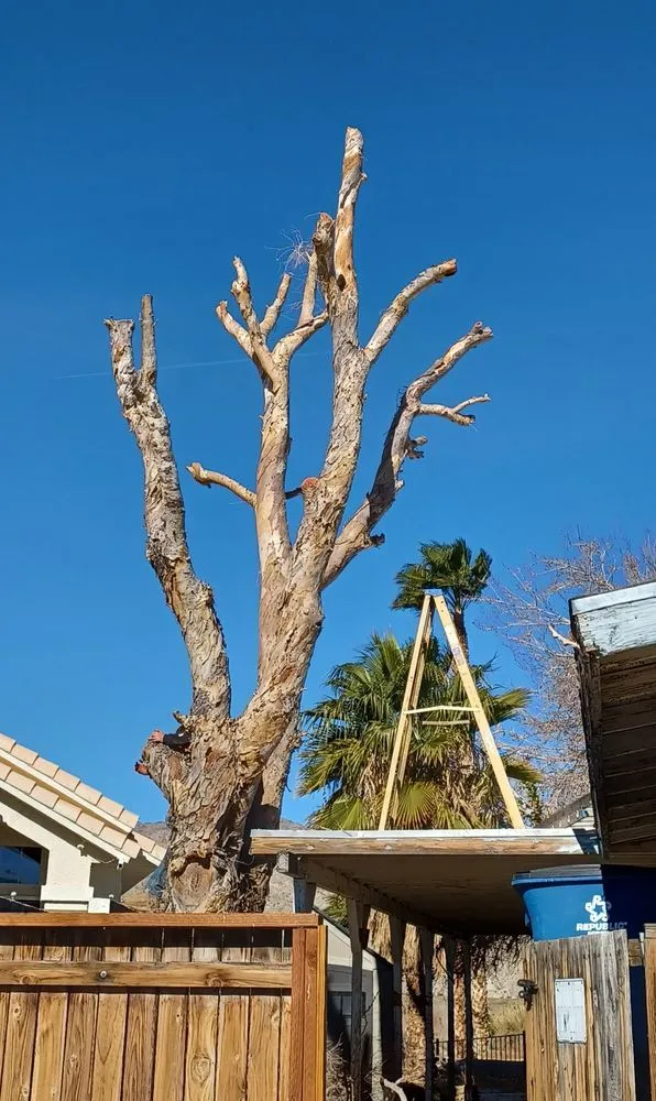 Trusted residential landscaping for year-round maintenance in Bullhead City, AZ by Chris Wilson