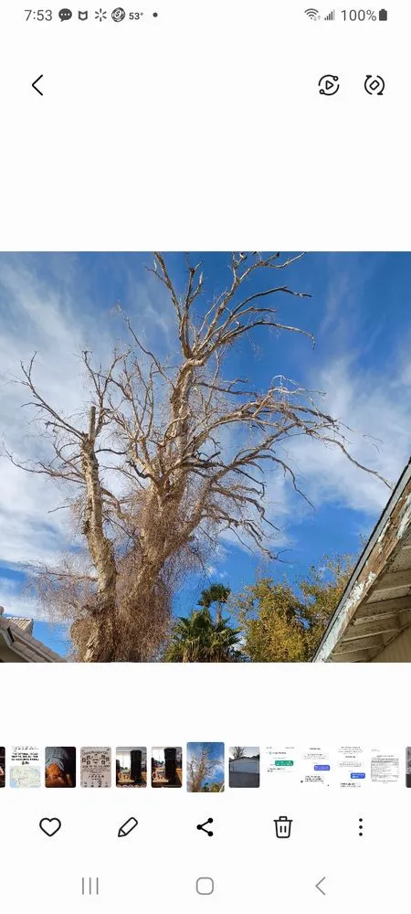 Affordable garden landscaping experts serving Bullhead City, AZ - Chris Wilson