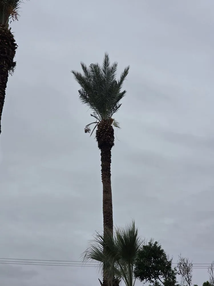 Trusted landscaping services in Bullhead City, AZ by Chris Wilson