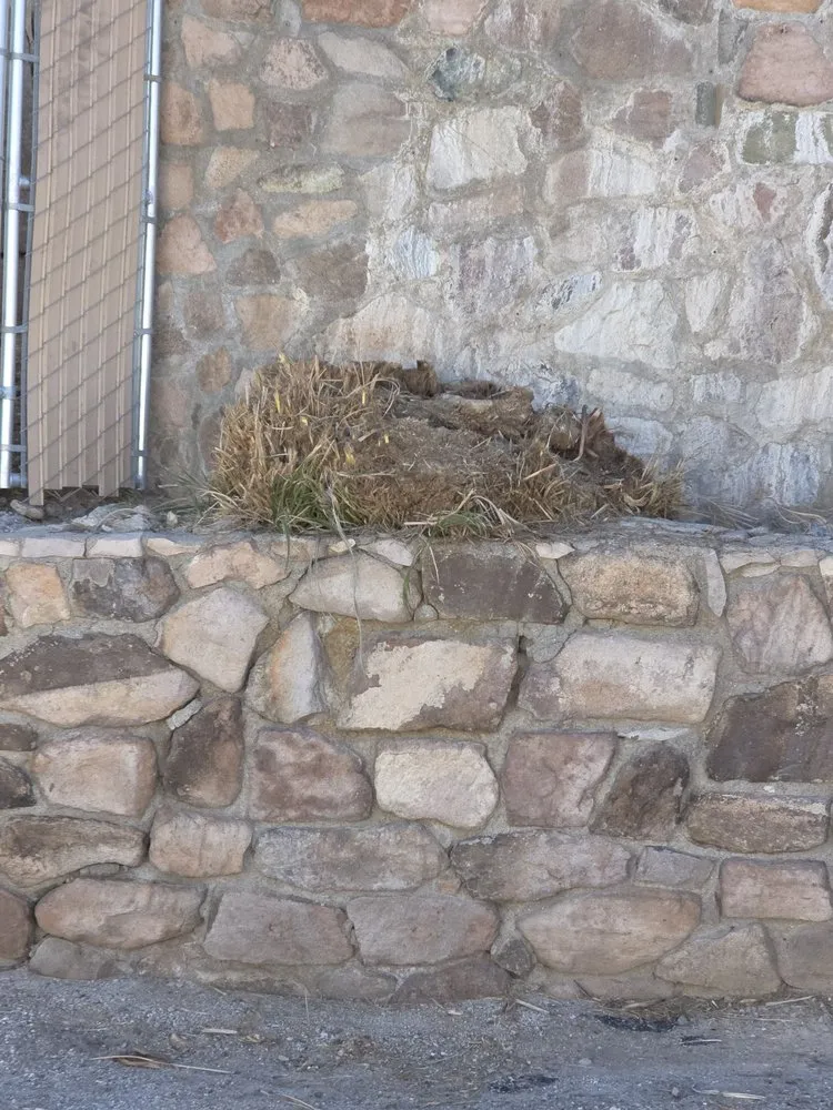 Top-rated lawn care service experts serving Bullhead City, AZ - Chris Wilson