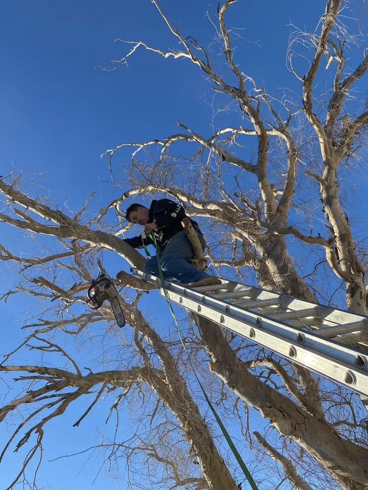 Local landscaping services experts serving Bullhead City, AZ - Chris Wilson