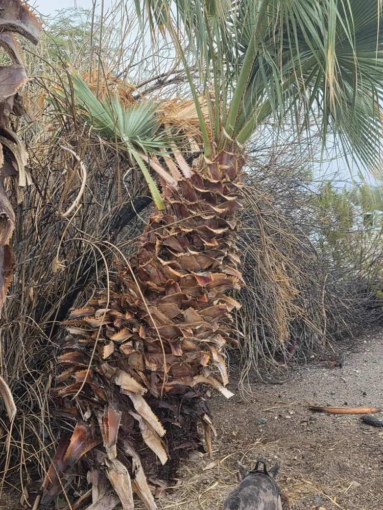 Custom lawn mowing service in Bullhead City, AZ - Chris Wilson