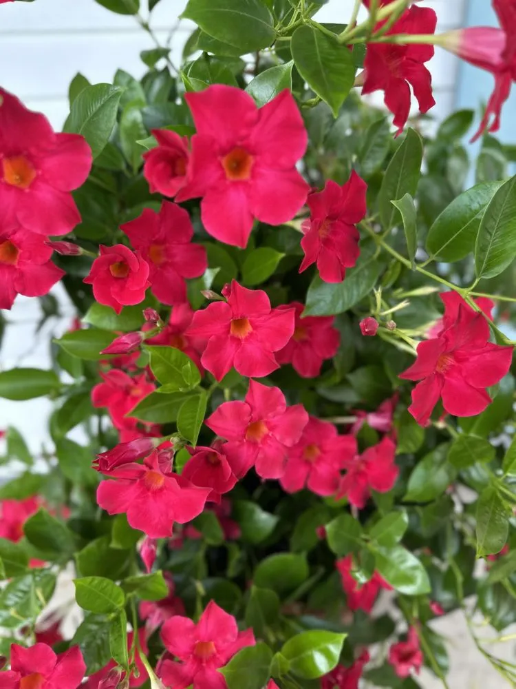 Expert garden landscaping for residential properties across Laplace, LA - Chrisdem Lawn Care Services