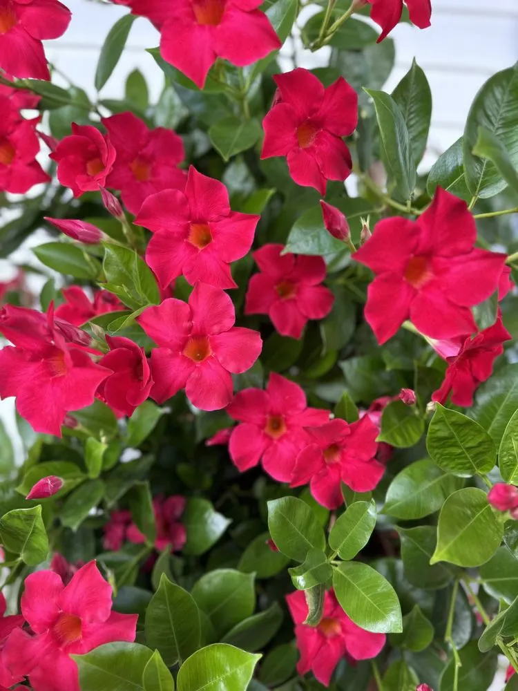 Trusted landscaping services with custom design across Laplace, LA - Chrisdem Lawn Care Services