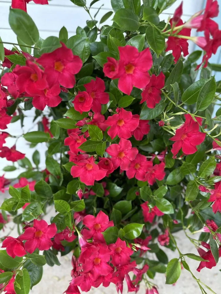 Custom yard maintenance in Laplace, LA by Chrisdem Lawn Care Services