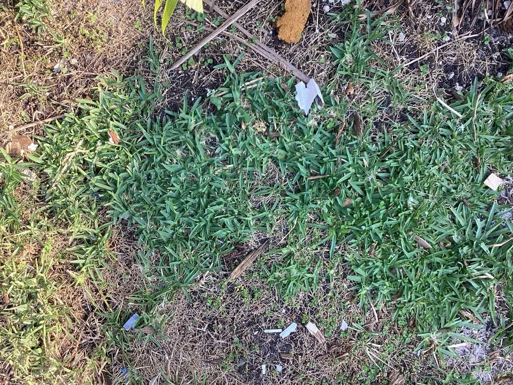 Professional residential landscaping for homes in Stuart, FL by Chris's Handyman Services