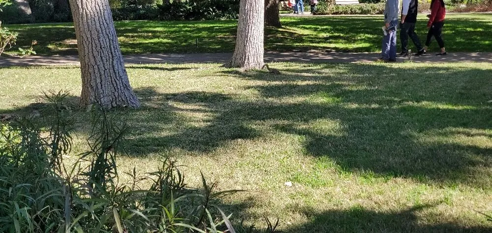 Local yard cleanup service with custom design across Fletcher, OK - Chris's Lawn Care