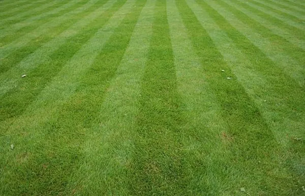 Chris's Lawn Care Plus Logo