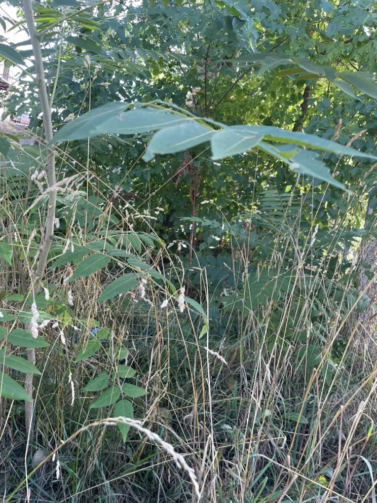 Expert yard maintenance in Troy, NY - Chris’s lawn care