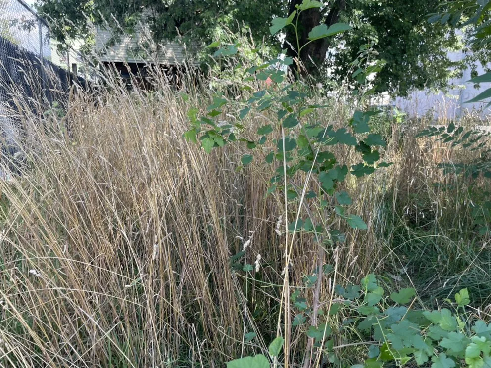 Reliable outdoor landscaping in Troy, NY by Chris’s lawn care