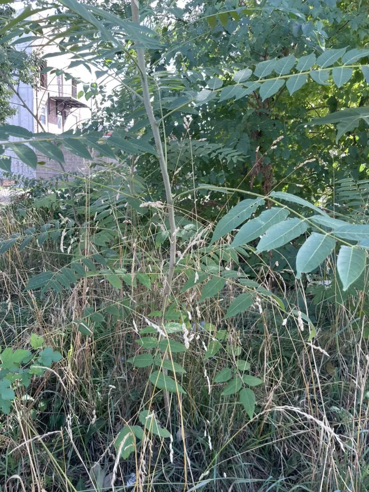 Local lawn care service near you in Troy, NY by Chris’s lawn care