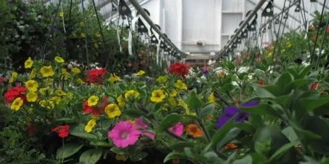 Professional lawn mowing service for outdoor upgrades in Onalaska, WI by Christen Farm Nursery