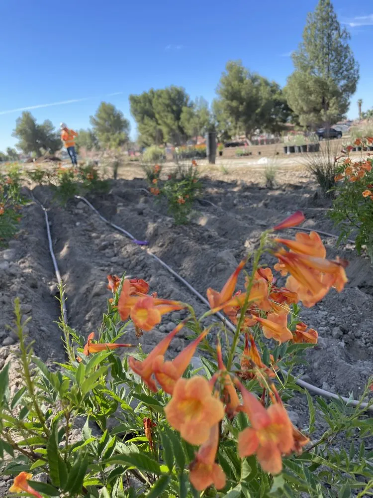 Trusted yard cleanup service for homes in Nuevo, CA by Christians Landscape Co