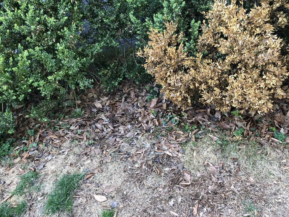 Local landscape installation for beautiful yards in Charlottesville, VA by Christian's Lawn Care