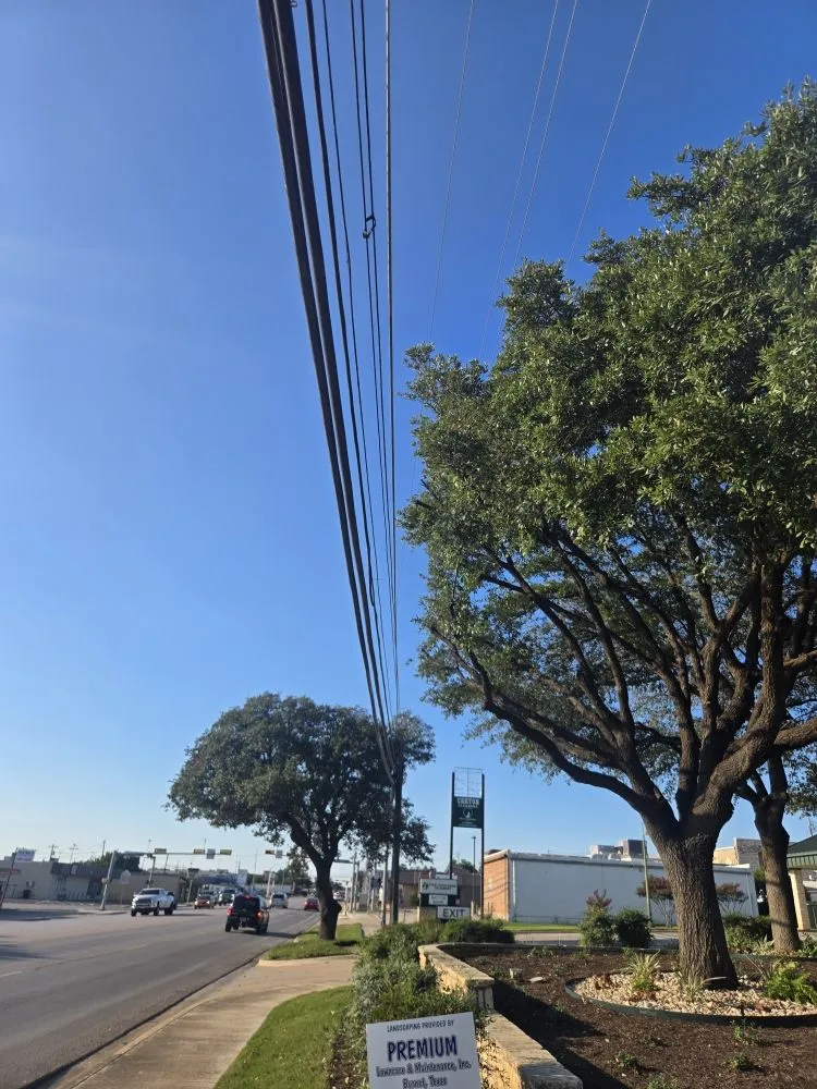 Top-rated yard maintenance in Bertram, TX - Christian's Tree & Landscaping Services