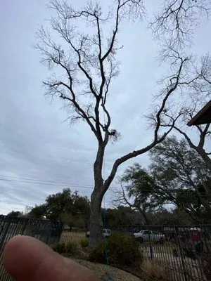 Christian's Tree & Landscaping Services