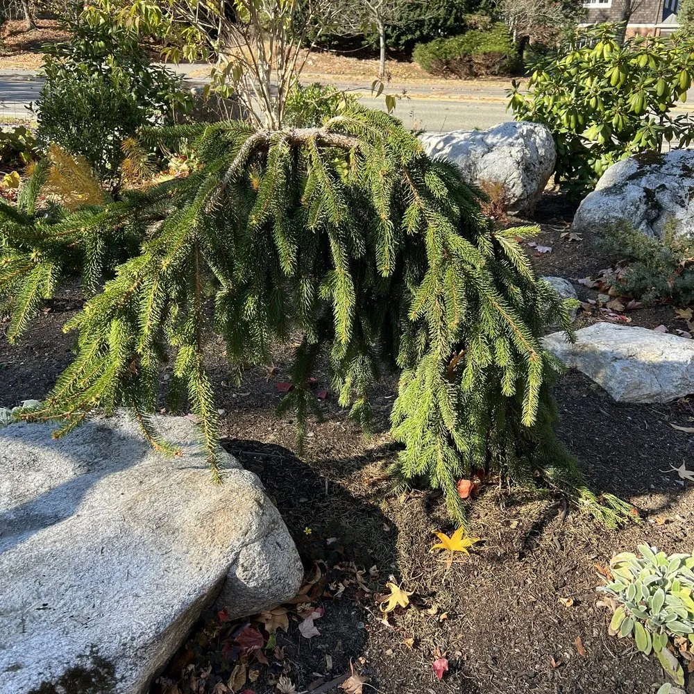 Affordable landscaping services in Hyde Park, MA - Christie Dustman & Company