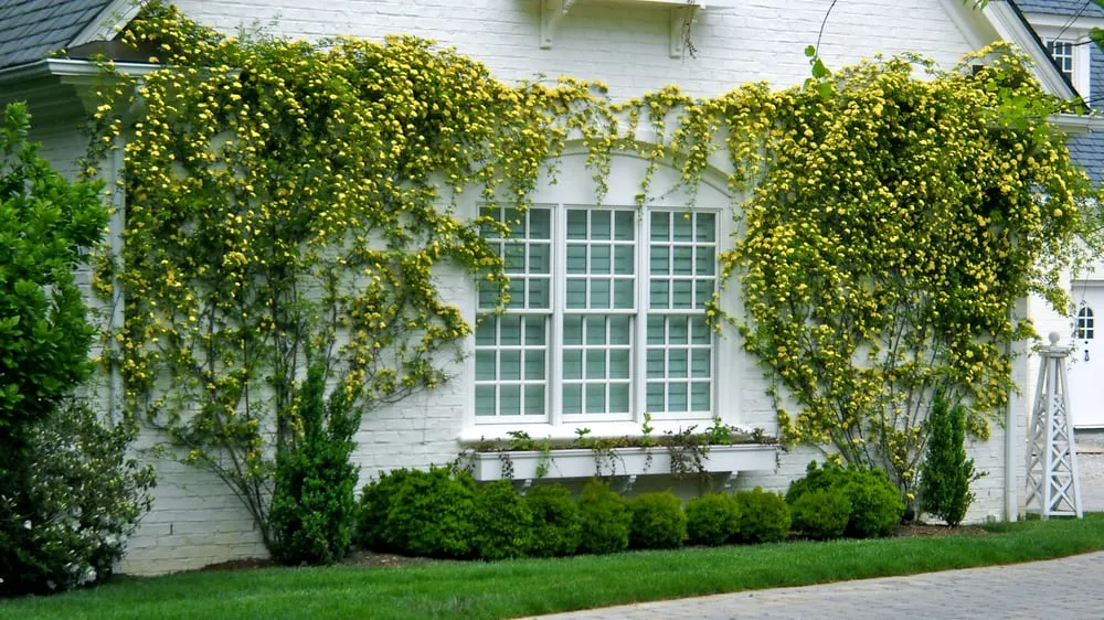 Top-rated yard cleanup service experts serving Manakin Sabot, VA - Christie's Fine Gardening & Creative Landscapes