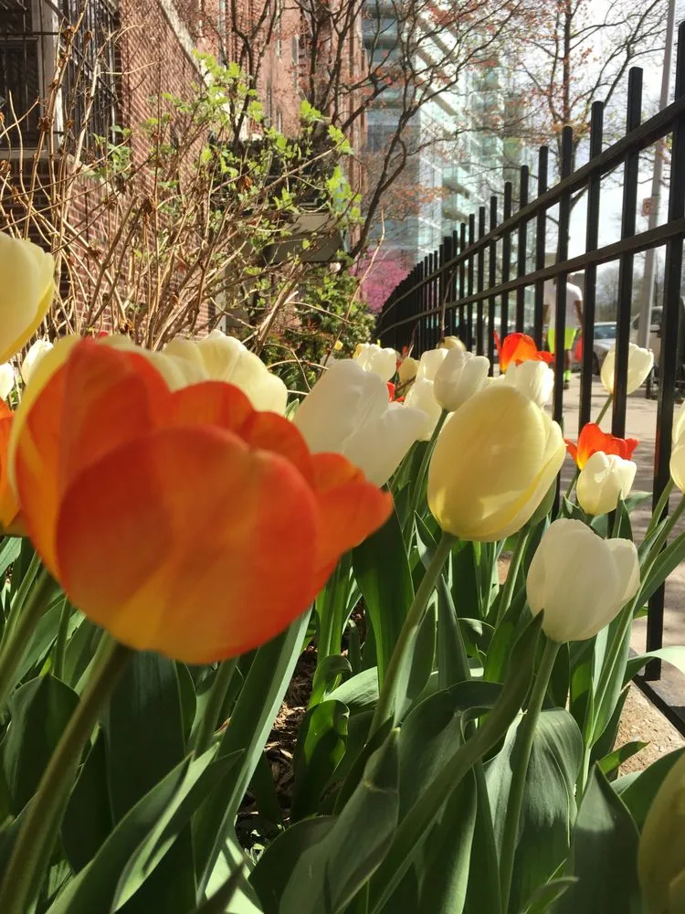 Local lawn mowing service with custom design in Brooklyn, NY by Christina Brown Gardens