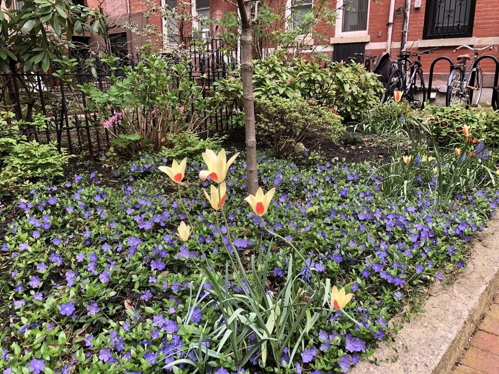 Expert lawn mowing service for homes in Brooklyn, NY by Christina Brown Gardens