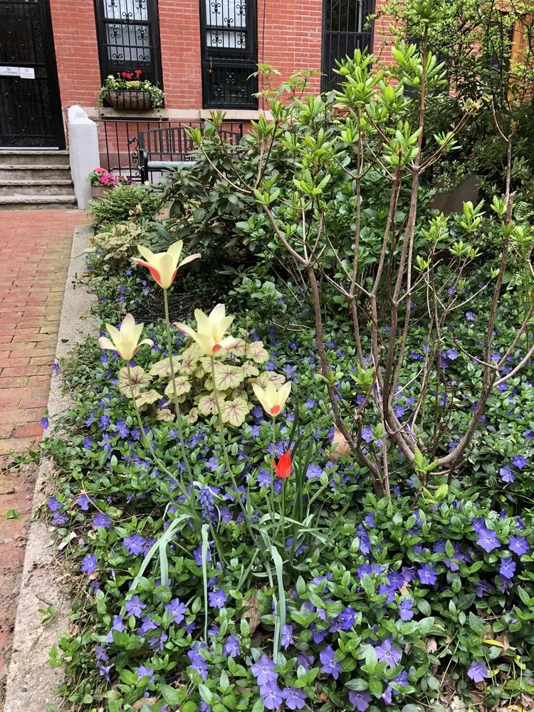 Trusted yard maintenance in Brooklyn, NY by Christina Brown Gardens