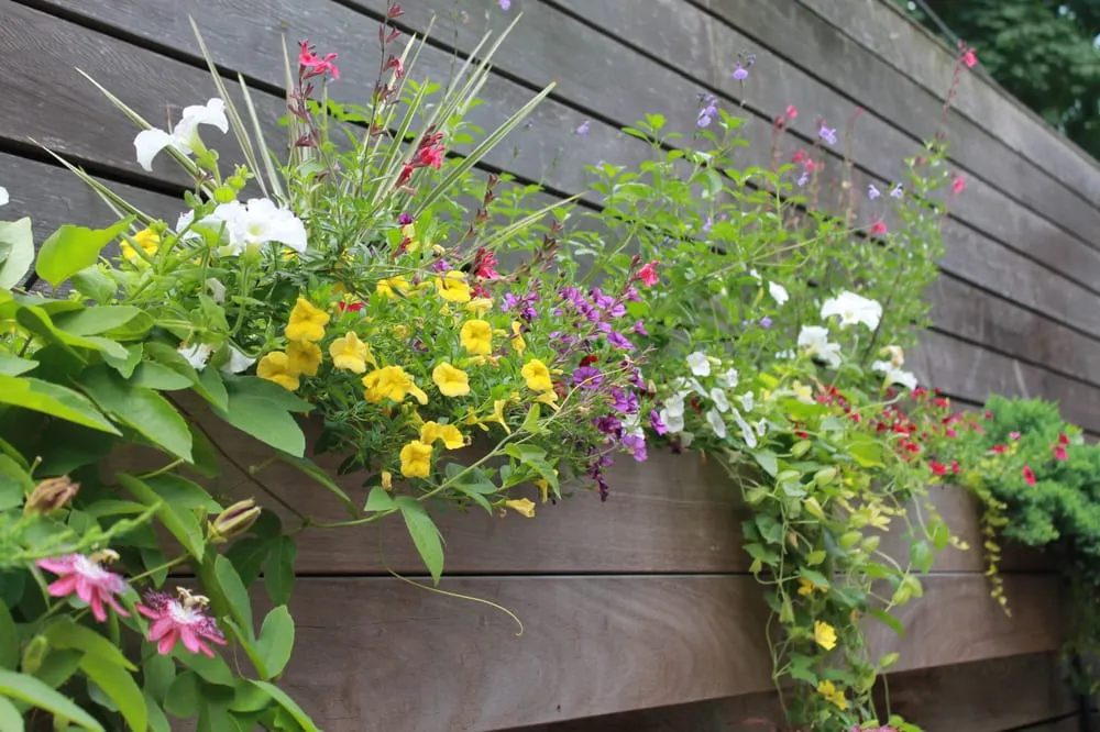 Affordable lawn care service for year-round maintenance across Brooklyn, NY - Christina Brown Gardens