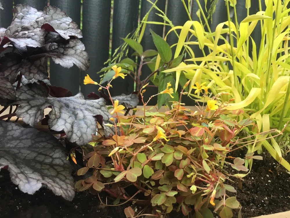 Top-rated yard cleanup service in Brooklyn, NY by Christina Brown Gardens