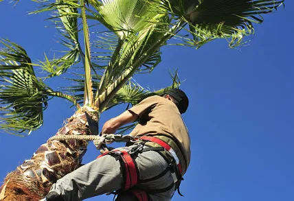 Professional yard cleanup service for beautiful yards across Lake Worth Beach, FL - Christina Landscaping