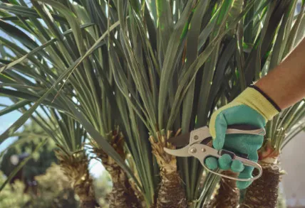 Reliable landscaping services in Lake Worth Beach, FL by Christina Landscaping