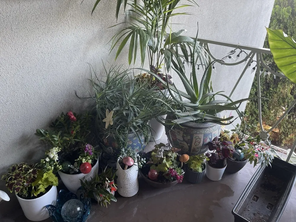 Trusted lawn care service experts serving Long Beach, CA - Christine Nakov