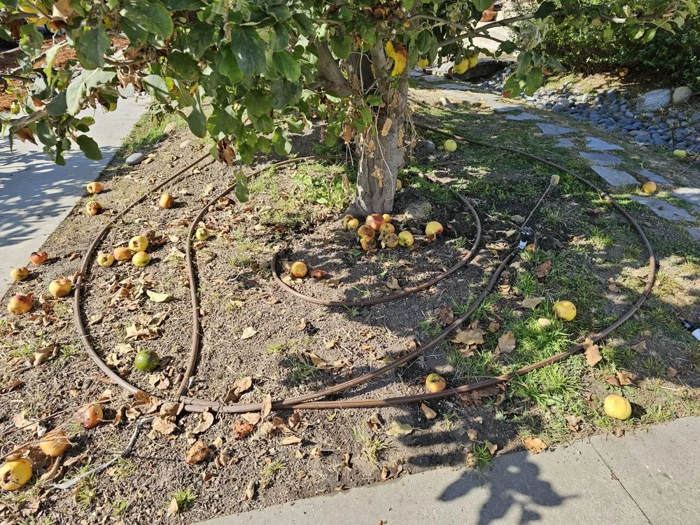 Reliable residential landscaping for outdoor upgrades across Long Beach, CA - Christine Nakov