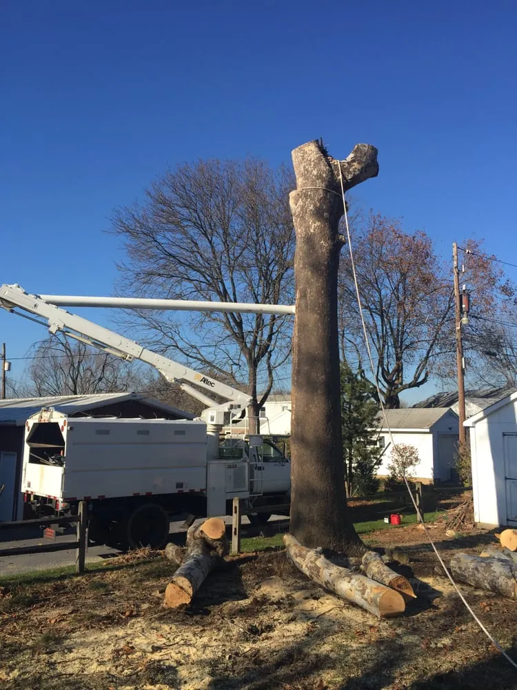 Expert yard maintenance with custom design across Bethlehem, PA - Christmas City Tree & Land Care