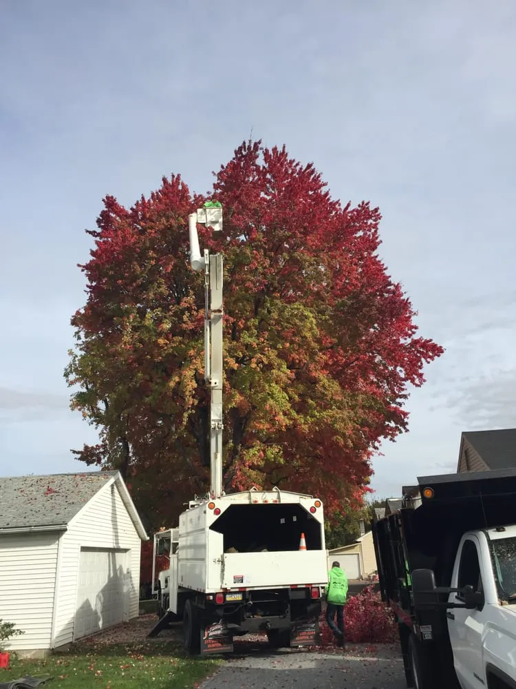 Custom lawn care service in Bethlehem, PA by Christmas City Tree & Land Care