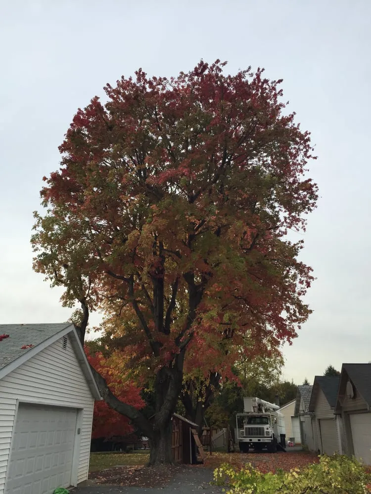 Reliable landscape installation for outdoor upgrades across Bethlehem, PA - Christmas City Tree & Land Care