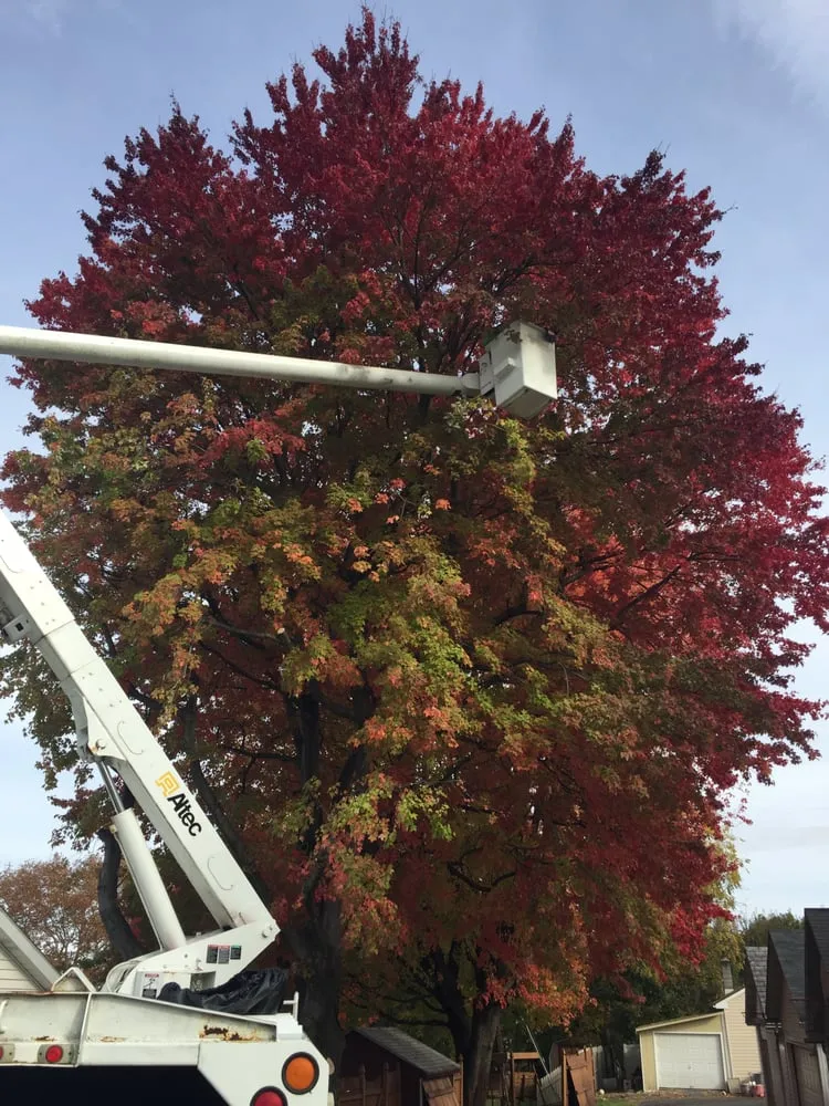 Affordable garden landscaping near you in Bethlehem, PA by Christmas City Tree & Land Care